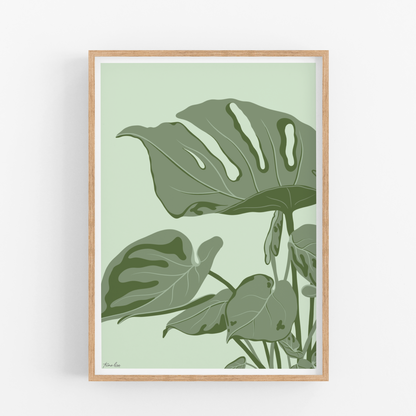Monstera