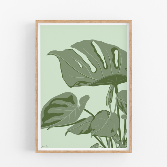 Monstera